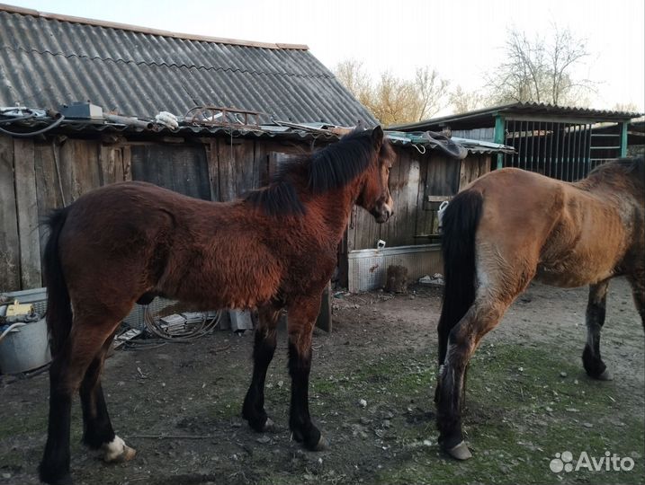 Жеребец 7 месяцев