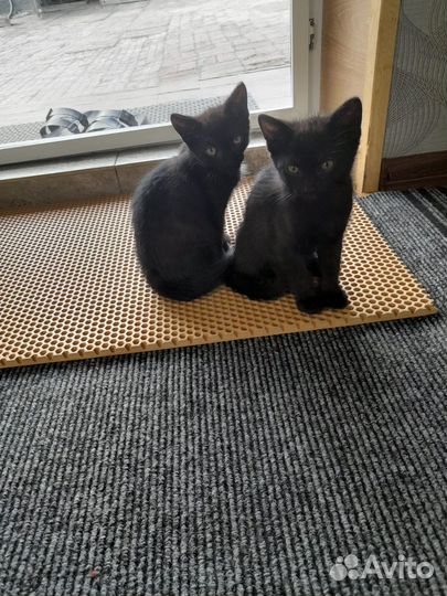 Кошка в дар