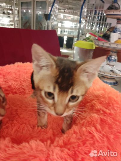 Кошка Чаузи