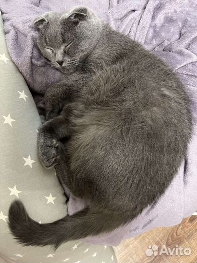 Шотландская вислоухая кошка