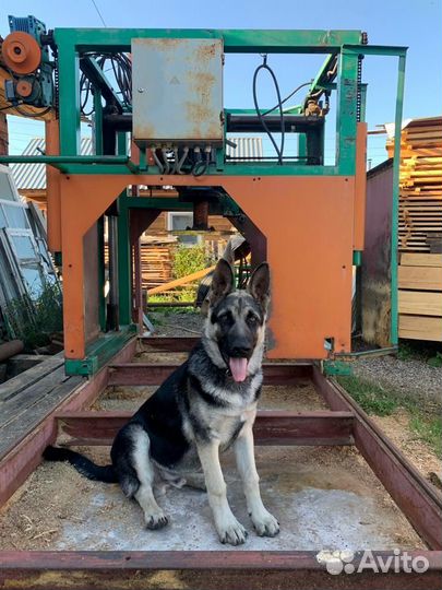 Дисковая пилорама