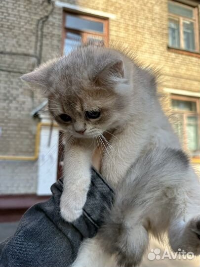 Котенок британский ay11 мальчик чистокровный