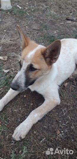 Собаки бесплатно в добрые руки щенки