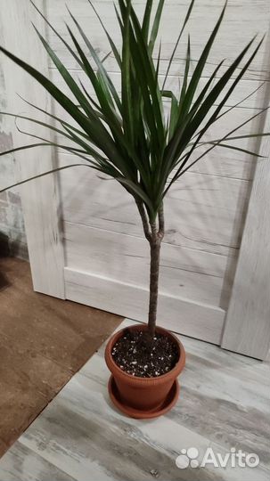 Драцена маргината