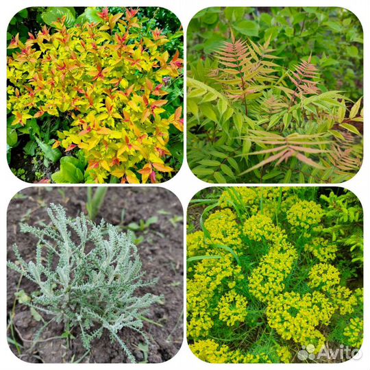 Растения многолетники садовые, саженцы, кустарники