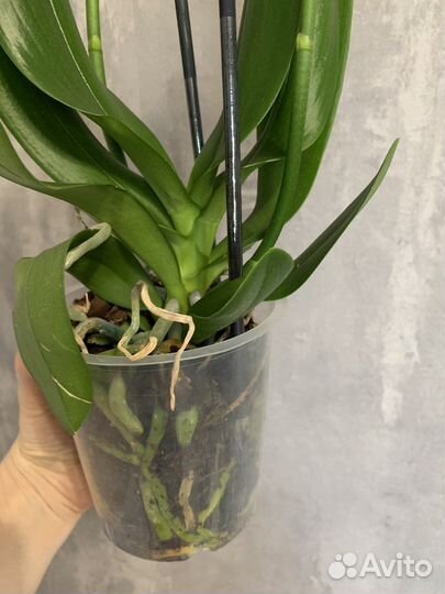 Орхидея бабочка