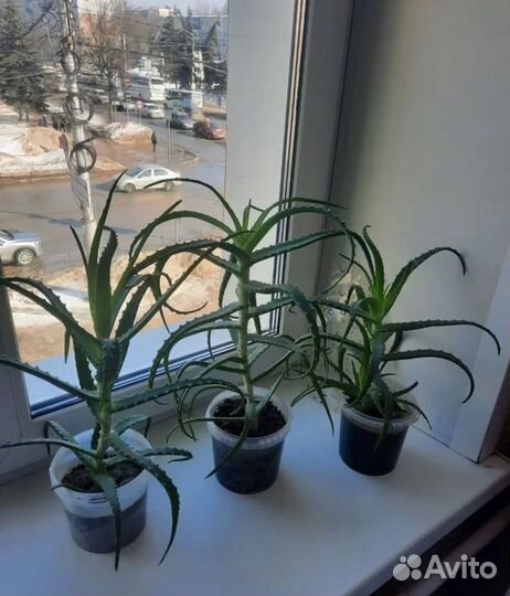 Алоэ столетник