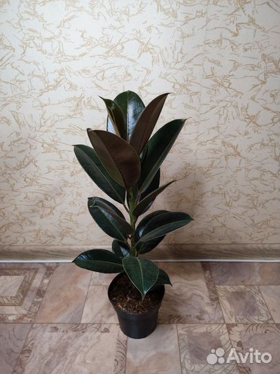 Фикус эластика Мелани