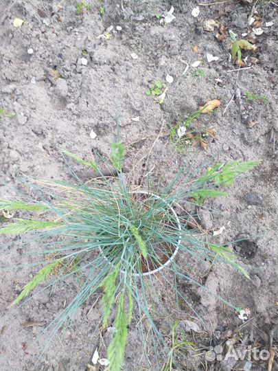 Маргаритки