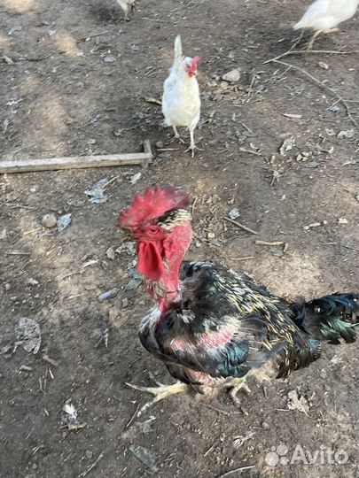 Петушки. Голошейки и Кучинские