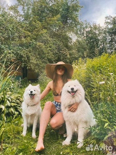 Самоеды для фотосессии, собаки на съемку