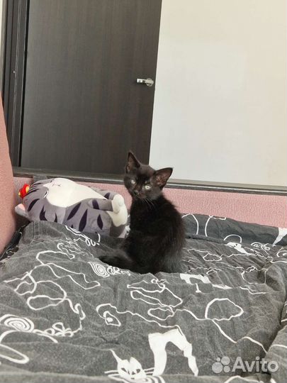 Отдам котёнка в добрые руки