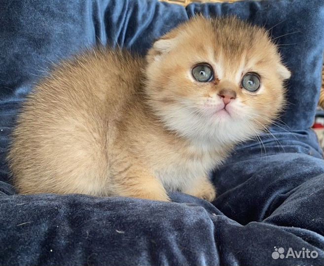 Золотая шиншилла вислоухие котята