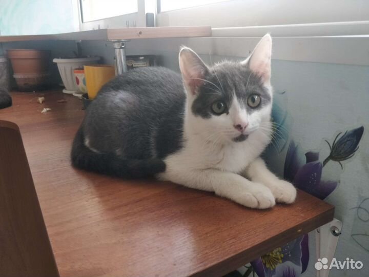 Котенок мальчик