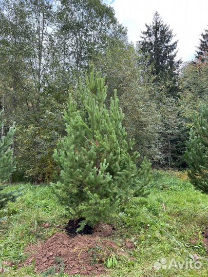 Сосна 2,5 метра