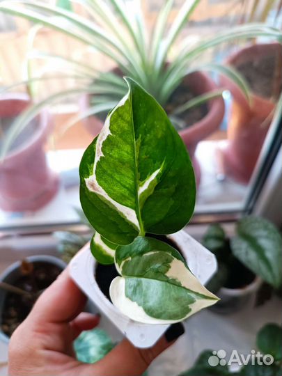 Комнатные цветы