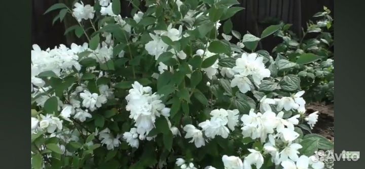 Жасмин махровый