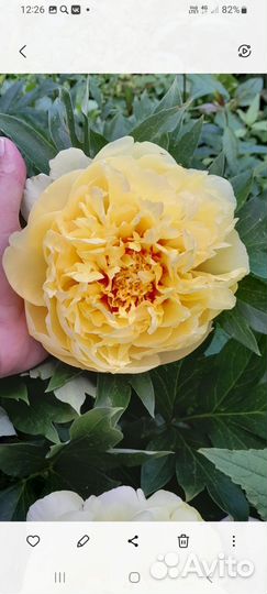 Корни пионов