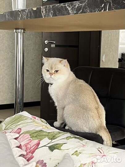 Британская шиншилла вязка