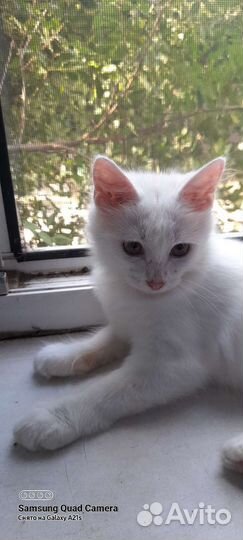 Турецкая ангора