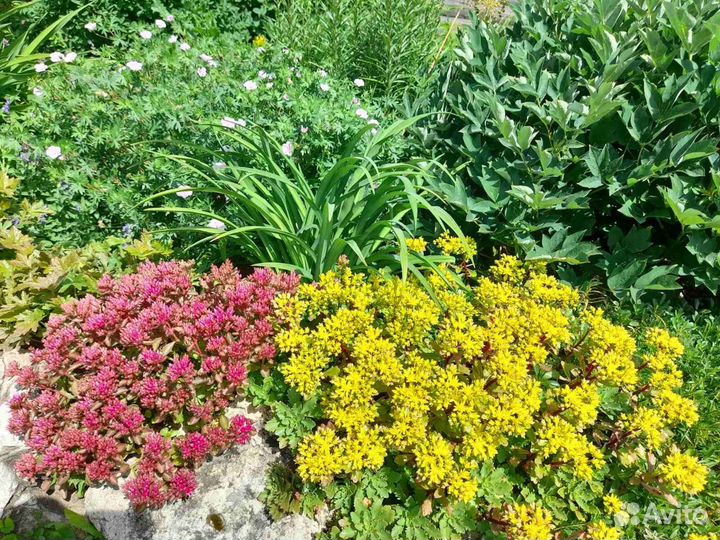 Почвопокровники