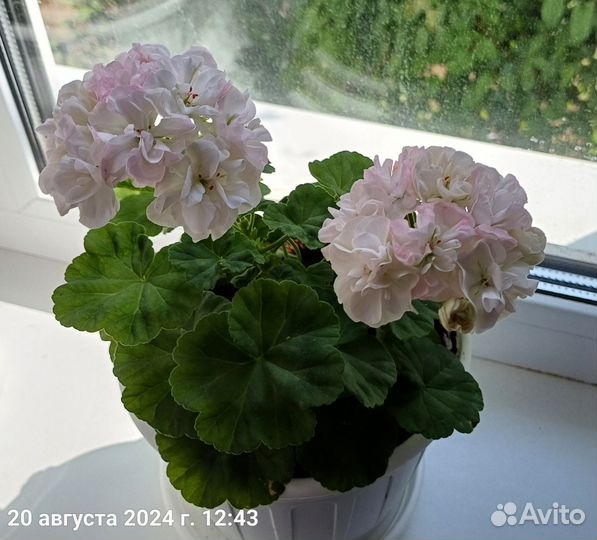 Пеларгония