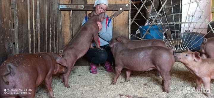 Продажа поросят Дюрок на Племя, Кантор