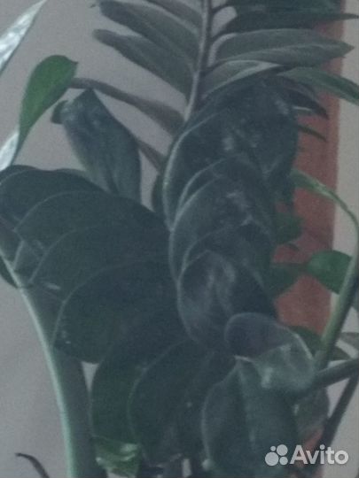 Комнатные растения цветы