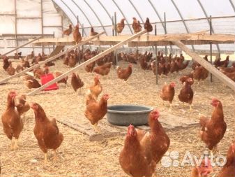 Куры несушки с доставкой