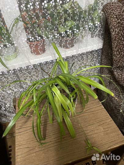 Хлорофитум