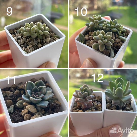 Суккуленты