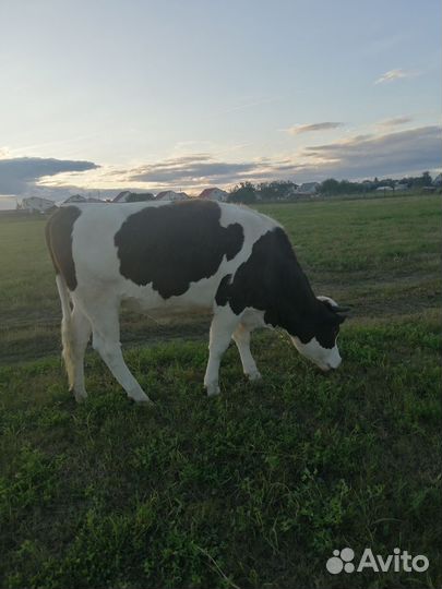 Телку стельную