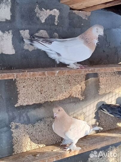 Продам голубей