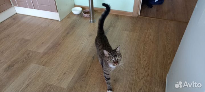 Кошка коська