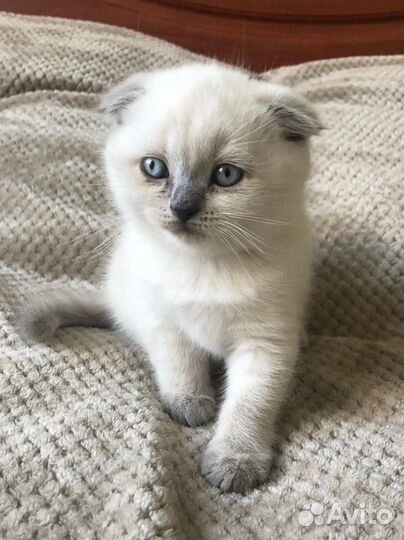 Кошечки и котики
