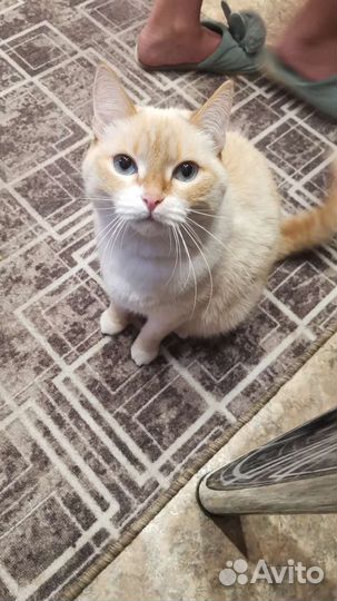 Кошка в дар бесплатно