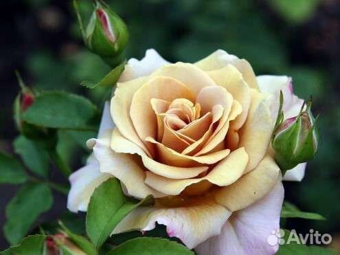 Роза Honey Dijon