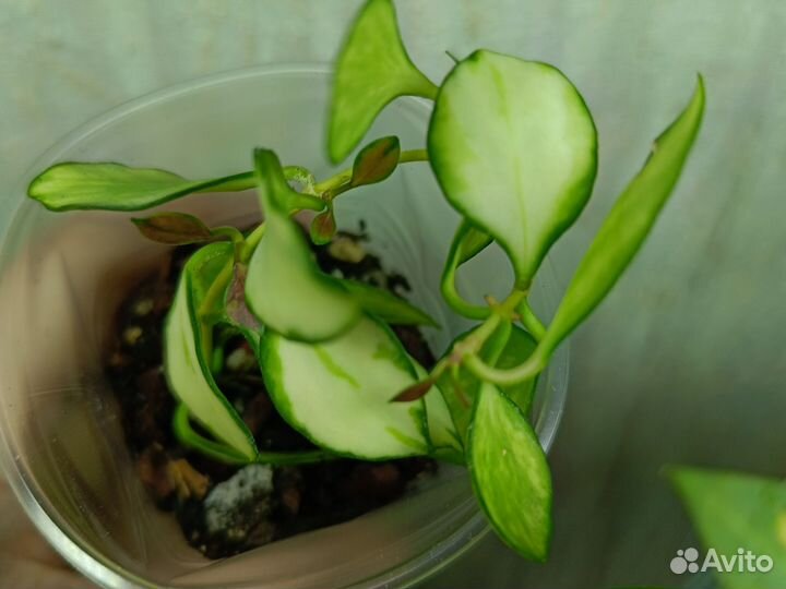 Хойя Хешкелиана вар Hoya heuschkeliana variegata
