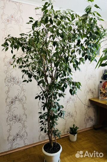 Фикус бенджамина большой