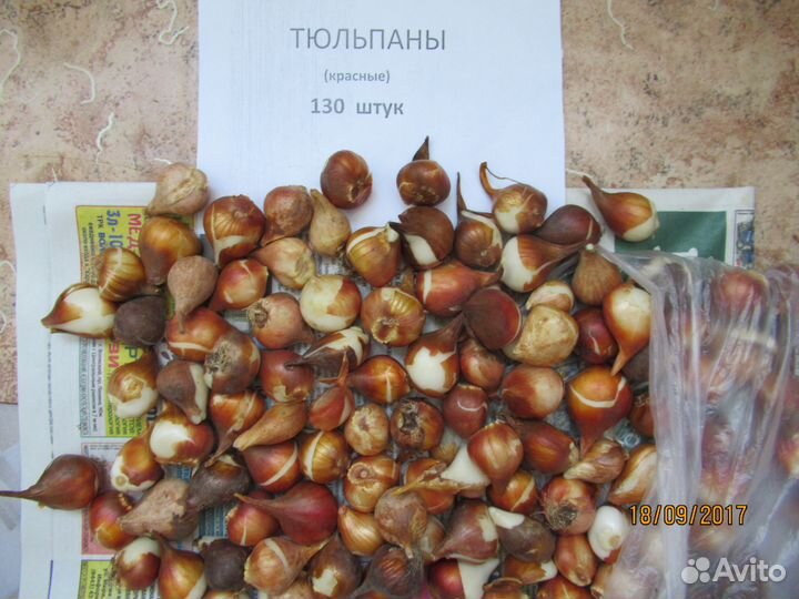 Красота цветка в одном цветке