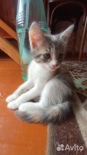 Милые котята в добрые лапки