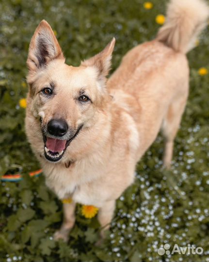 Небольшая собачка ищет дом