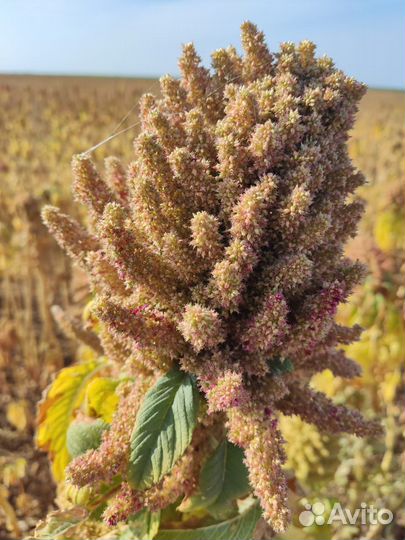 Семена Амаранта