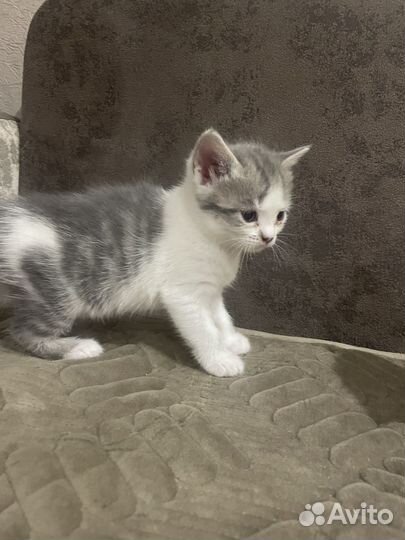 Отдам котят в добрые руки, К лотку приученны