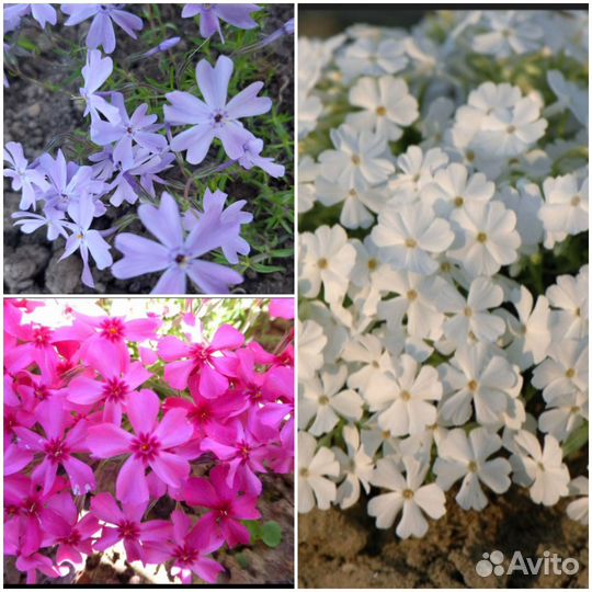 Почвопокровные цветы