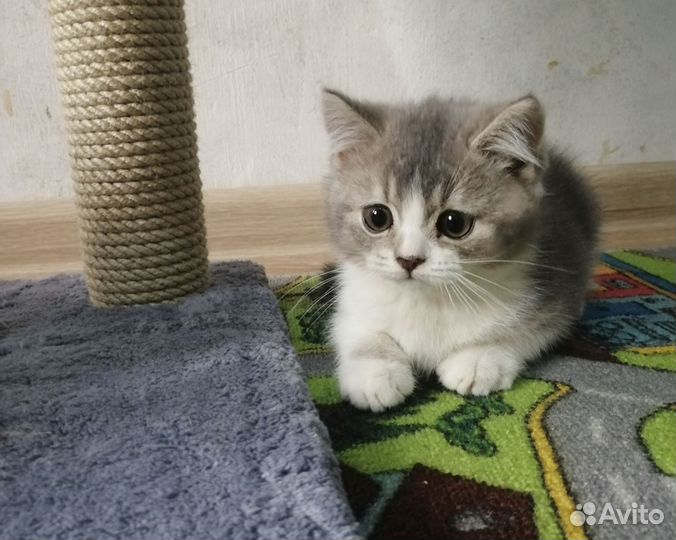 Шотландское чудо