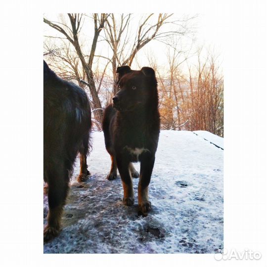 Щенки