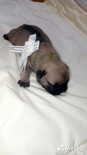 Щенки Французского бульдога