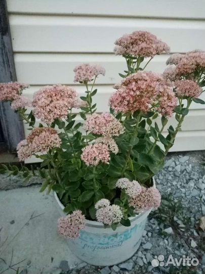 Астра, Очиток Видный, хризантема