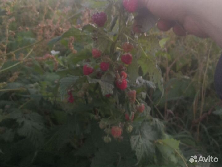 Саженцы клубники малины ремонтантные